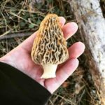 Mississippi morel