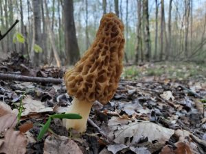 Mississippi morel