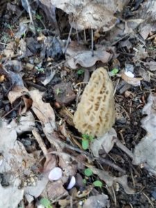 North Carolina morels