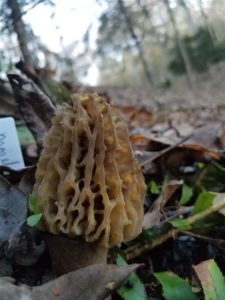 North Carolina Morels