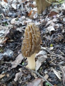 North Carolina Morels