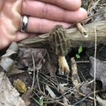 North Carolina morel