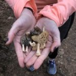 Raleigh NC morels