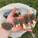 North Carolina Morels