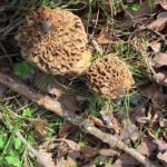 Oklahoma morels