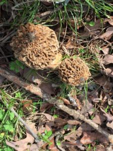 Oklahoma morels