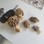 Oklahoma morels