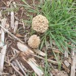 Oklahoma morels