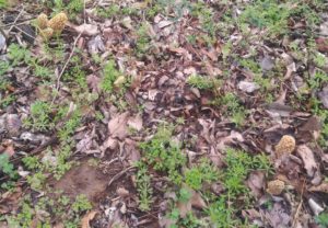 Oklahoma morels