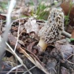 Oklahoma Morels