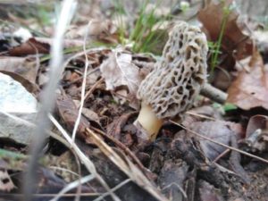 Oklahoma Morels