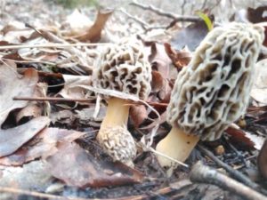 Oklahoma Morels