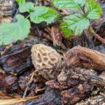 Oregon morels