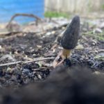 Portland Oregon morels