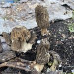 Portland Oregon morels