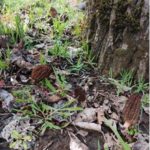 Oregon Morels