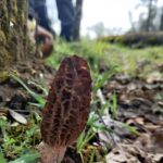 Oregon morels