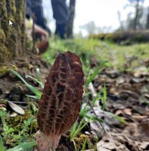 Oregon morels
