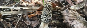 health benefits of the morel