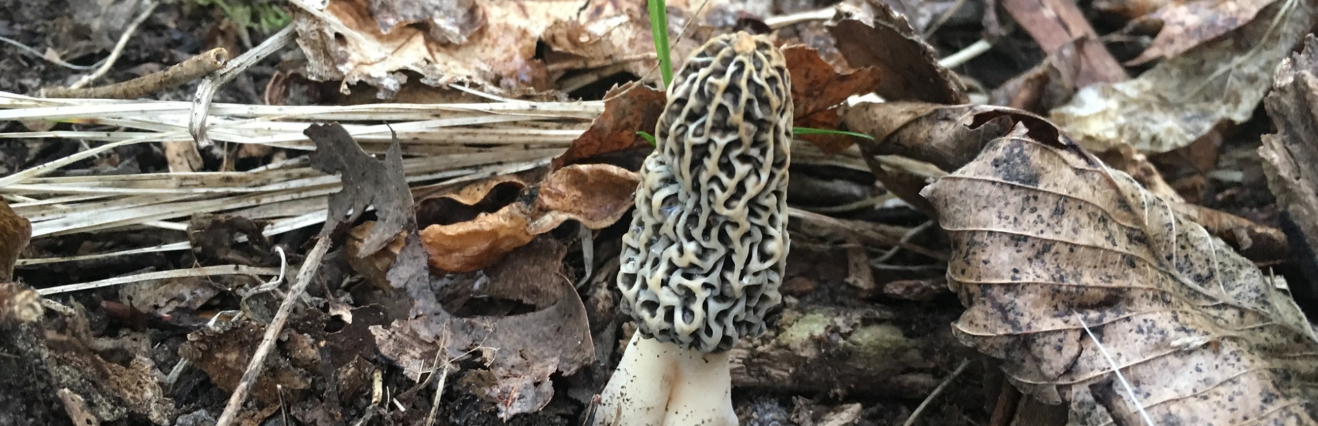 health benefits of a grey morel mushroom