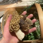 South Carolina Morels