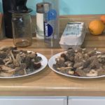 South Carolina morels