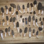 South Carolina Morels