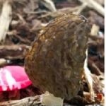 Oregon morel