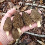 TN Morels