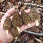 TN Morels