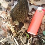 Tennessee morel