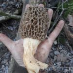 TN morels