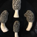 TN morels 2020