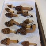 TN Morels