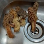 Tennessee morels