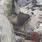 Tennessee morels