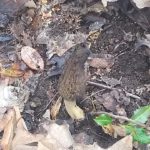 Tennessee morels