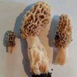 Texas morels