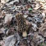 Texas Morels