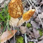 Texas Morels