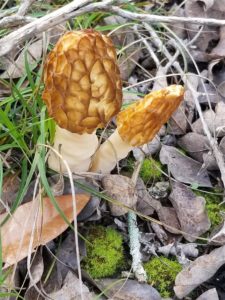 Texas Morels