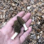 Virginia morels