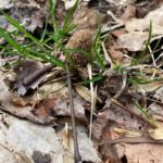 West Virginia morel