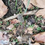 West Virginia morel