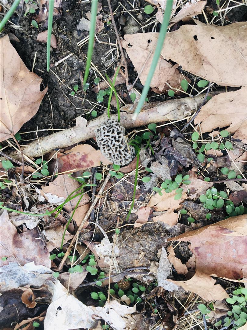 West Virginia morel
