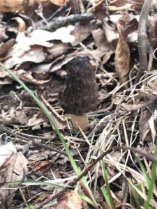 West Virginia morel