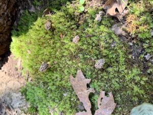 Illinois morel