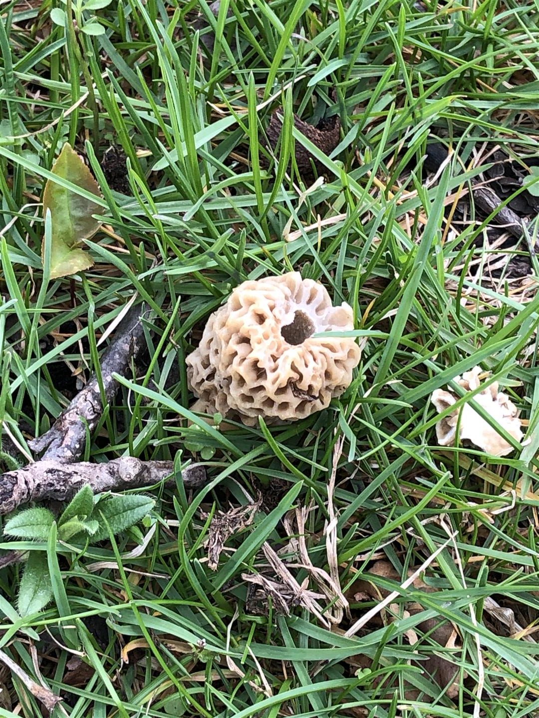 13219 Syracuse, NY 04/28/2020 powered by The Great Morel