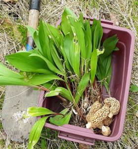 Morels and Ramps (Photo courtesy of James B Augusta WV)