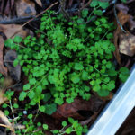 foraging for Bittercress - image courtesy of Wild Edible
